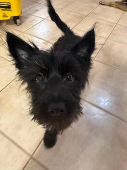 Marjorie -  Scottish Terrier Dog for Adoption in Leicester, Massachusetts - Marjorie | PetCurious
