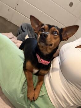 Millie -  Jack Russell Terrier Dog for Adoption in Semmes, Alabama - Millie | PetCurious