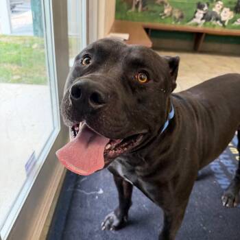 Bruno -  Presa Canario Dog for Adoption - Bruno | PetCurious