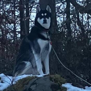 ROCKY -  Husky Dog for Adoption in Chicopee, Massachusetts - ROCKY | PetCurious