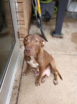 Honey -  American Staffordshire Terrier and Vizsla Dog for Adoption in Albany, Georgia - Honey | PetCurious
