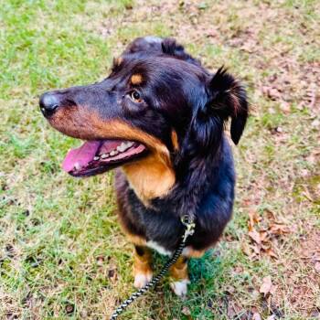 Steve-o -  Australian Shepherd Dog for Adoption in Little Rock, Arkansas - Steve-o | PetCurious
