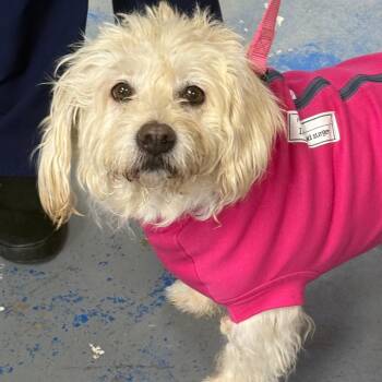 Dandy -  Wheaten Terrier Dog for Adoption - Dandy | PetCurious