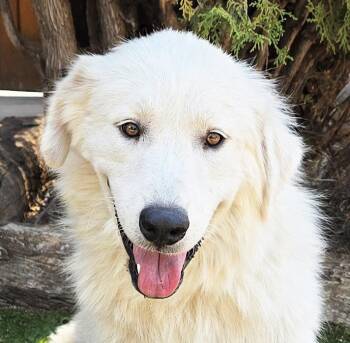 Darling Ms Daphne Pyr - SWEET -  Great Pyrenees Dog for Adoption in North Valley, New Mexico - Darling Ms Daphne Pyr - SWEET | PetCurious