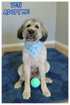 Bouvier Des Flandres Dogs Available for Adoption in Grove, Oklahoma - Yeti | PetCurious