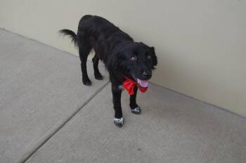 Tart -  Border Collie Dog for Adoption in Mckinney, Texas - Tart | PetCurious