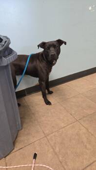 Dolly -  Pit Bull Terrier Dog for Adoption in Marion, Ohio - Dolly | PetCurious