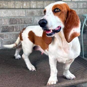 LUNA TOO -  Basset Hound Dog for Adoption in Hamilton, New Jersey - LUNA TOO | PetCurious