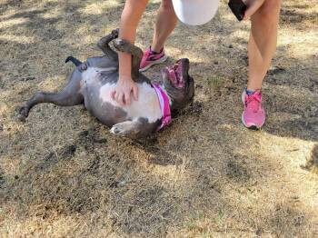 Rescue Pit Bull Terrier and Terrier Dogs for Adoption in Seguin, Texas - Chloe | PetCurious