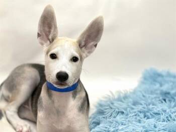 COGNAC -  Labrador Retriever and Mixed Breed Dog Available for Adoption in Fort Lauderdale, Florida - COGNAC | PetCurious