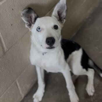 AWOL-Stray-836 -  Border Collie and Mixed Breed Dog for Adoption in Independence, Kansas - AWOL-Stray-836 | PetCurious