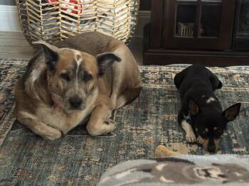 Rescue Australian Shepherd Dogs for Adoption in Mico, Texas - Chappell | PetCurious