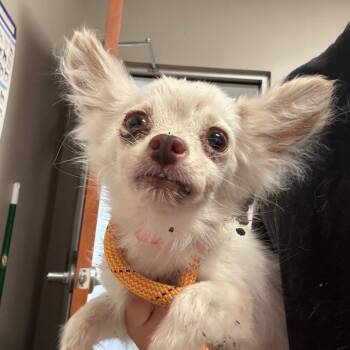 Tumbaga -  Chihuahua Dog for Adoption in Yuma, Arizona - Tumbaga | PetCurious