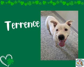 Terrence -  Terrier Dog for Adoption in Athens, Tennessee - Terrence | PetCurious
