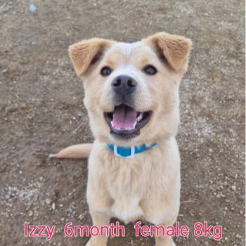 Jindo Dogs Available for Adoption in Johns Creek, Georgia - IZZY | PetCurious