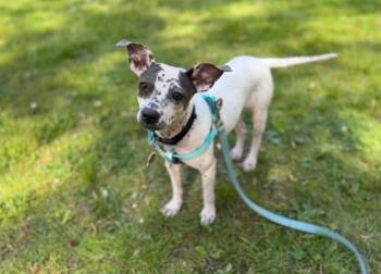 Chihuahua and Terrier Dogs Available for Adoption in Ellijay, Georgia - Bijou | PetCurious