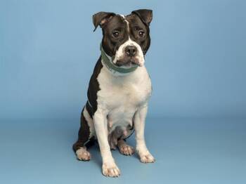 MAGGIE -  Pit Bull Terrier Dog for Adoption in Phoenix, Arizona - MAGGIE | PetCurious