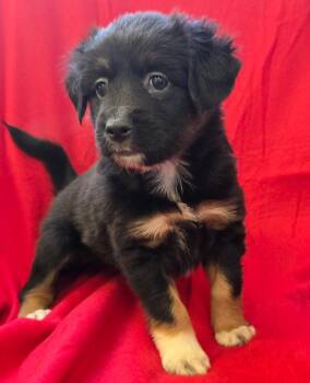 Mixed Breed Dogs Available for Adoption in Murphysboro, Illinois - Matilda | PetCurious