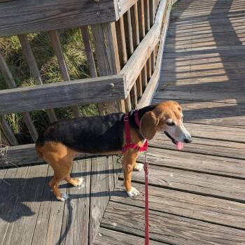 Daphne -  Beagle and Hound Dog for Adoption in Glen Saint Mary, Florida - Daphne | PetCurious