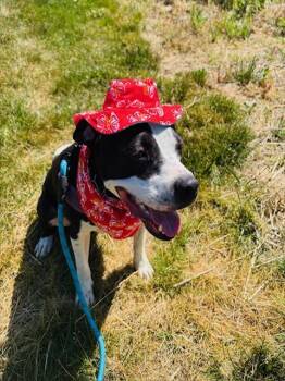 MILTY -  Mixed Breed Dog for Adoption in Charlotte, North Carolina - MILTY | PetCurious
