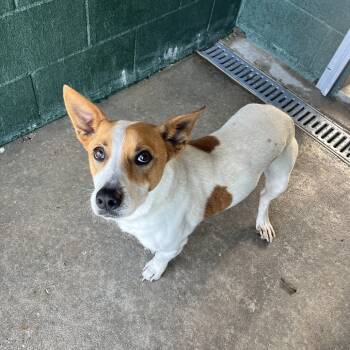 Rescue Terrier Dogs for Adoption in Carencro, Louisiana - Juke | PetCurious