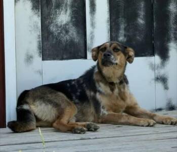 CATORI -  Australian Cattle Dog Blue Heeler and Mixed Breed Dog for Adoption in Chester, South Carolina - CATORI | PetCurious
