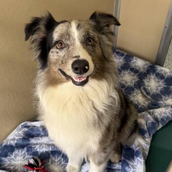 Australian Shepherd Dogs Available for Adoption in St. Augustine, Florida - Cash | PetCurious