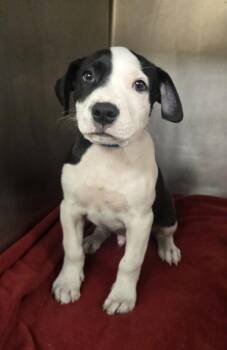 Buddy -  Pit Bull Terrier and Mixed Breed Dog for Adoption in Westland, Michigan - Buddy | PetCurious