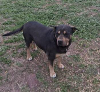 Rottweiler and Pit Bull Terrier Dogs Available for Adoption - Taz | PetCurious