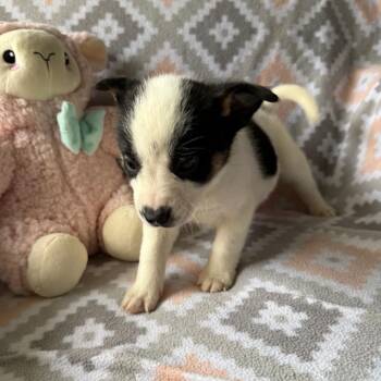 Shepherd Dogs Available for Adoption in Normal, Illinois - Casa Blanca | PetCurious