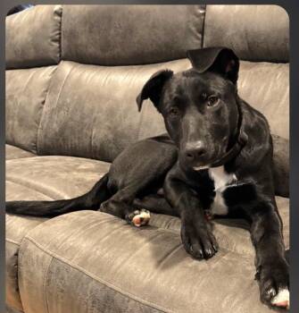 Duke -  German Shepherd Dog and Staffordshire Bull Terrier Dog for Adoption in Churchville, New York - Duke | PetCurious