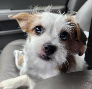 Norfolk Terrier and Parson Russell Terrier Dogs Available for Adoption in Andover, Massachusetts - Macie | PetCurious