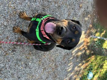 Rescue Rottweiler Dogs for Adoption in Providence, Rhode Island - Lucille | PetCurious