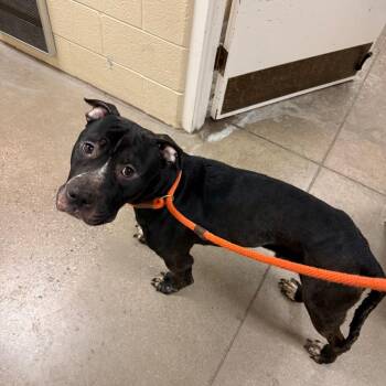 Pit Bull Terrier Dogs Available for Adoption in York, Pennsylvania - Bop It! | PetCurious