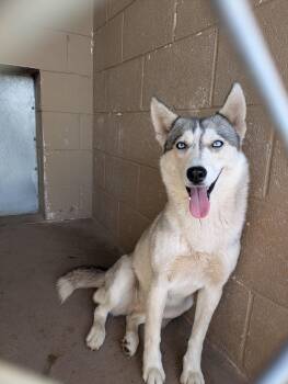 Siberian Husky Dogs Available for Adoption in Bisbee, Arizona - Kida | PetCurious