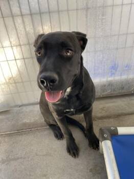 Donna -  Pit Bull Terrier Dog for Adoption in Victorville, California - Donna | PetCurious