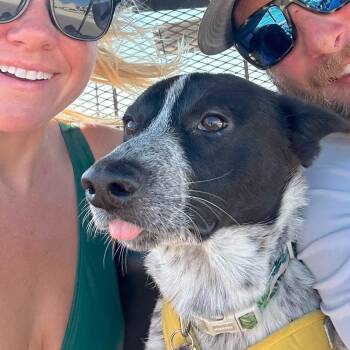 Ruger -  Australian Cattle Dog Blue Heeler Dog for Adoption in Corpus Christi, Texas - Ruger | PetCurious
