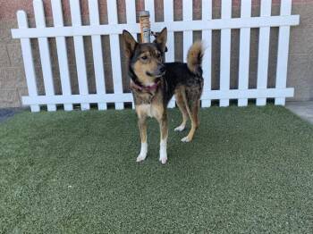 Australian Cattle Dog Blue Heeler and Border Collie Dogs Available for Adoption - A608623 | PetCurious