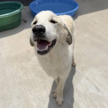 Tot -  Great Pyrenees Dog for Adoption in Birmingham, Alabama - Tot | PetCurious