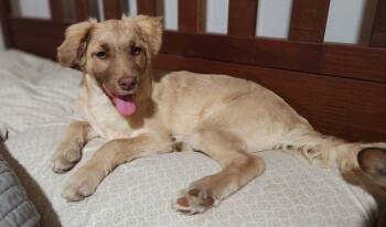 Wirehaired Pointing Griffon and Chihuahua Dogs Available for Adoption - Penny | PetCurious
