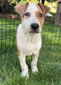 Rex -  Australian Cattle Dog Blue Heeler Dog Available for Adoption in Colorado Springs, Colorado - Rex | PetCurious