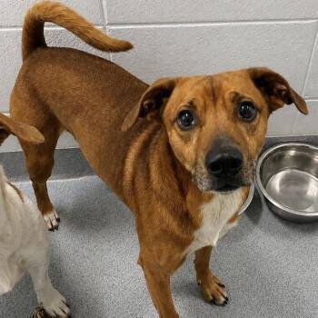 Clifford -  Feist Dog for Adoption in Spruce Pine, North Carolina - Clifford | PetCurious