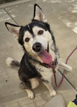 DREW -  Siberian Husky Dog for Adoption in Sacramento, California - DREW | PetCurious
