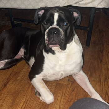 Rescue Boxer Dogs for Adoption in Rochester, Minnesota - Kiefer | PetCurious