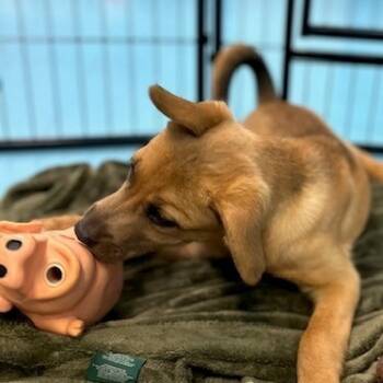 Rescue Mixed Breed Dogs for Adoption in Poplar Bluff, Missouri - Tot | PetCurious