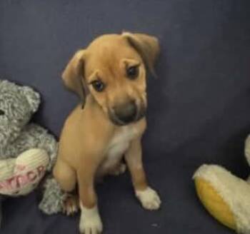 Austin -  American Staffordshire Terrier Dog for Adoption in Spring, Texas - Austin | PetCurious