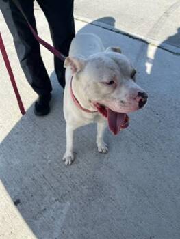 Rescue American Bulldog Dogs for Adoption in Doral, Florida - RICK | PetCurious