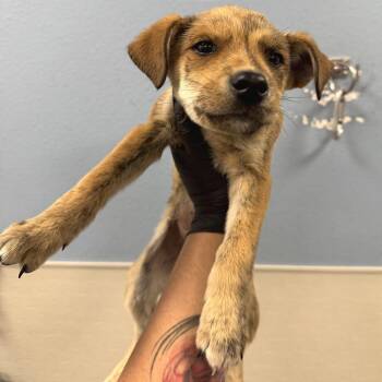 Mixed Breed Dogs Available for Adoption in Las Cruces, New Mexico - 107230 | PetCurious