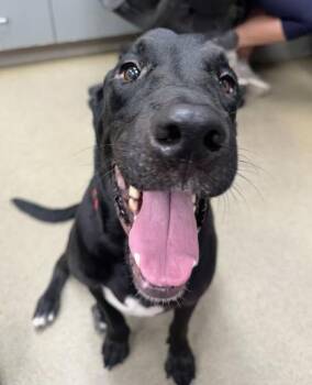 Gunner -  Labrador Retriever and Mixed Breed Dog for Adoption in Palm Coast, Florida - Gunner | PetCurious