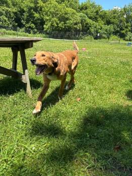 Charlie -  German Shepherd Dog and Labrador Retriever Dog for Adoption in Cortland, New York - Charlie | PetCurious